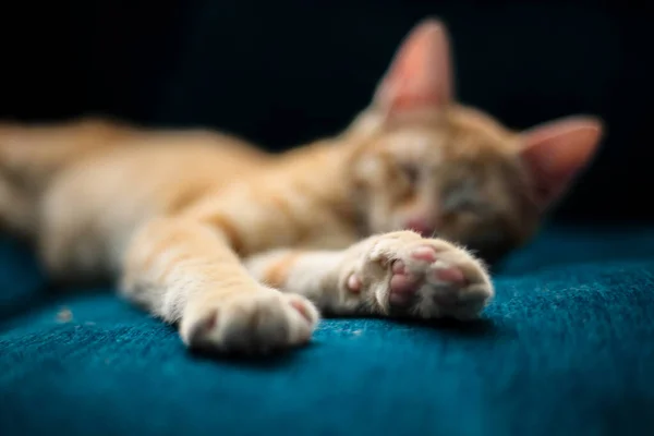 Szelektív Fókusz Felvétel Egy Imádnivaló Macska Pihenés Egy Kék Kanapén — Stock Fotó