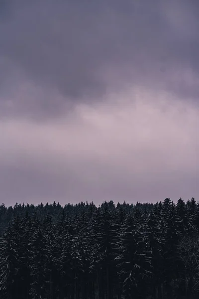 Вертикальний Знімок Заморожених Дерев Покритих Снігом Лісі Хмарним Небом Над — стокове фото