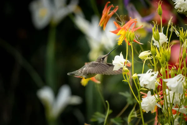Renkli Çiçeklerin Yanında Uçan Bir Sinekkuşunun Yakın Plan Çekimi — Stok fotoğraf