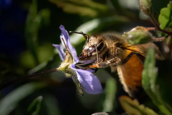 一只蜜蜂在紫色花朵上的特写镜头 — 图库照片