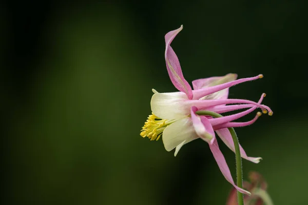 Tiro Seletivo Foco Uma Flor Bonita Exótica Com Pétalas Brancas — Fotografia de Stock