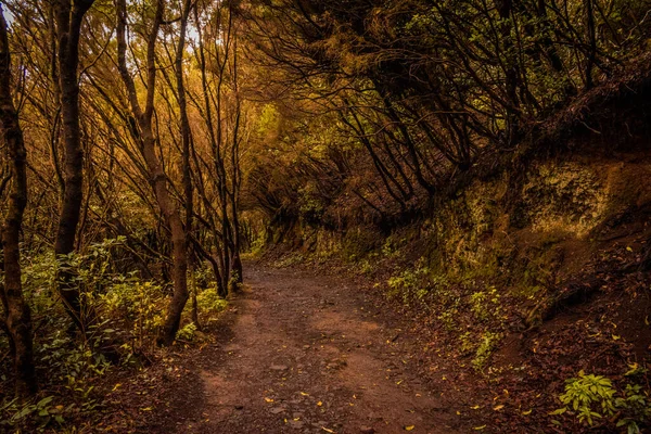 Uma Bela Vista Caminho Cercado Por Árvores Uma Floresta — Fotografia de Stock