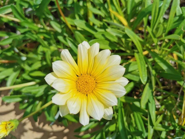 Top View Shot Treasure Flower Growing Garden — Stock Photo, Image