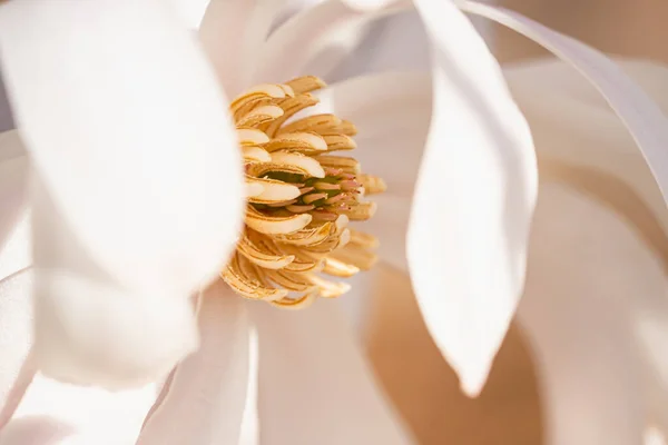 Macro Shot Blooming Magnolia Flower Blurry Background Spring — Stock Photo, Image