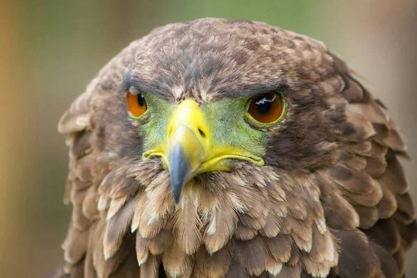 Shallow Focus Shot Eagle Green Yellow Blue Beak Brown Eye — Stock Photo, Image