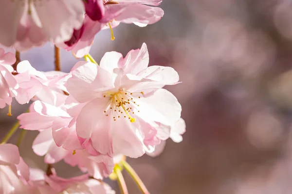 Primer Plano Hermosas Flores Rosadas Capturadas Día Soleado — Foto de Stock