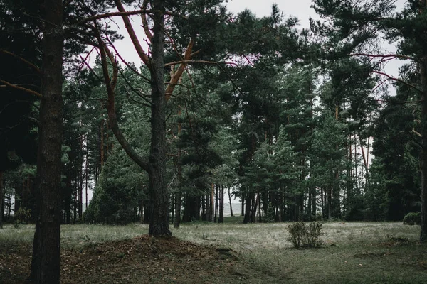 Různé Stromy Parku Lotyšsku — Stock fotografie