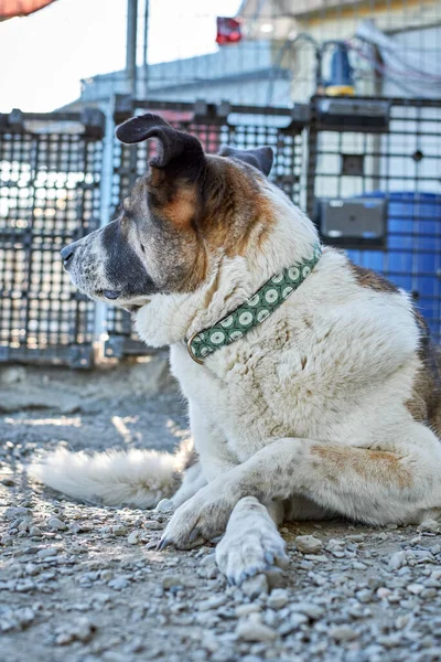 Enfoque Selectivo Lindo Perro Tirado Suelo Refugio Para Perros — Foto de Stock