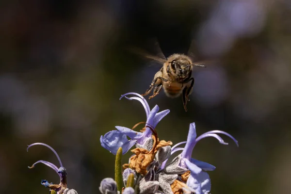 Primer Plano Una Abeja Volando Para Polinizar Flores Púrpuras — Foto de Stock