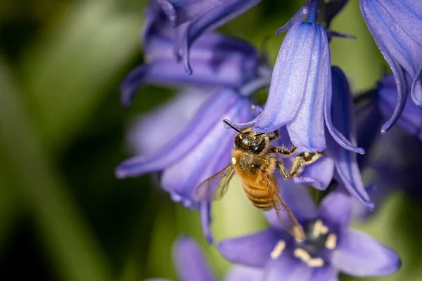 Крупный План Пчелы Опыляющей Фиолетовый Колокольчик — стоковое фото