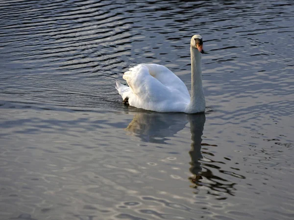 Una Hermosa Toma Del Cisne Blanco Agua Con Reflejo Superficie — Foto de Stock