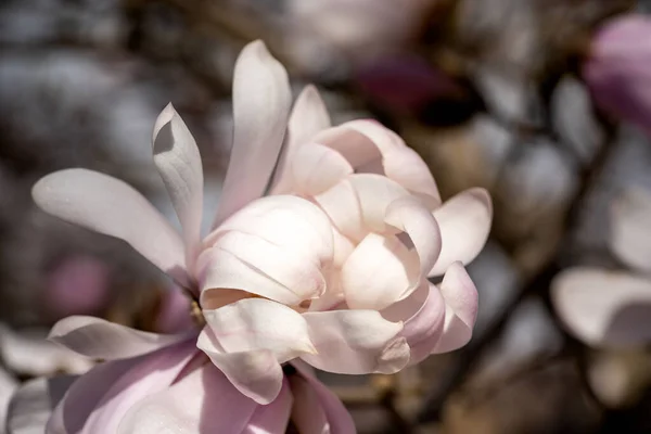 Close Shot Blooming Magnolia Flower Blurry Background Spring — Stock Photo, Image
