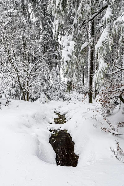 Plan Vertical Arbres Couverts Neige Dans Forêt Noire Allemagne — Photo