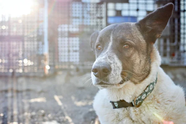 Tiro Seletivo Foco Cão Bonito Abrigo Cão — Fotografia de Stock