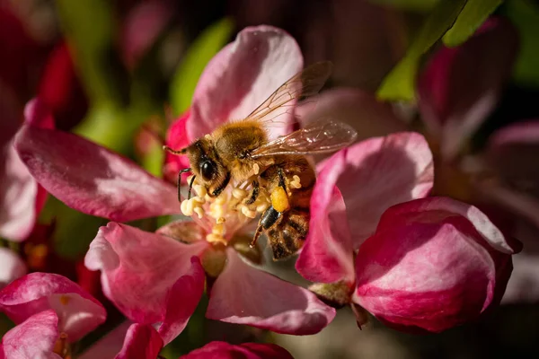 Ένα Κοντινό Πλάνο Μιας Μέλισσας Που Γονιμοποιεί Σκούρα Ροζ Λουλούδια — Φωτογραφία Αρχείου