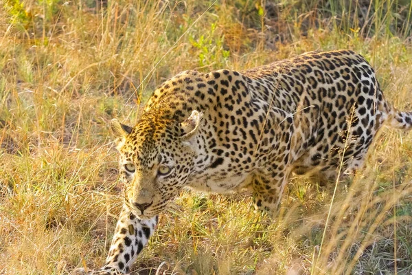 Leopardo Observador Caminando Sobre Hierba Seca —  Fotos de Stock