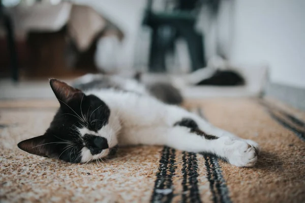 Lindo Gato Acostado Una Alfombra Durmiendo —  Fotos de Stock