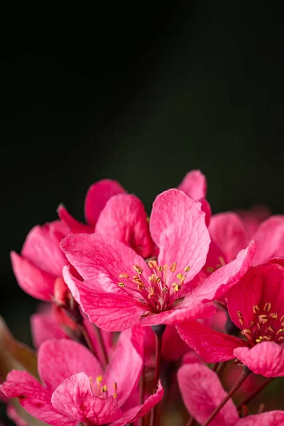 Vertical Shot Magnificent Pink Blossoms Captured Fores — Stock Photo, Image