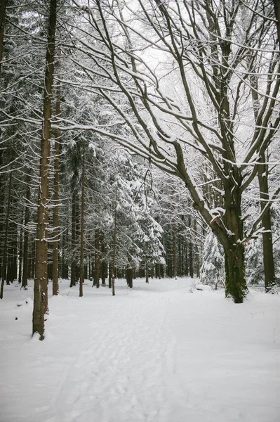 Μια Κάθετη Λήψη Όμορφων Χιονισμένων Δέντρων Στο Δάσος — Φωτογραφία Αρχείου