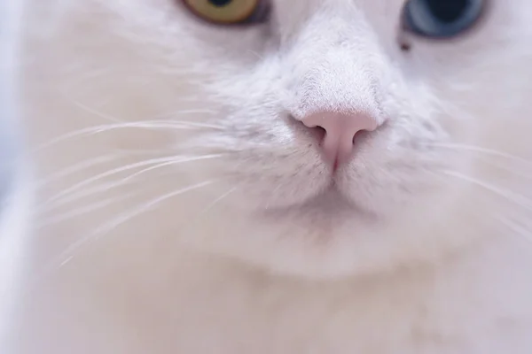 Gato Angorá Branco Adorável Com Olhos Heterocromia — Fotografia de Stock