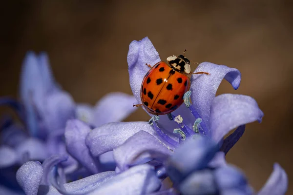 Tiro Close Pequeno Besouro Joaninha Bonito Uma Flor Roxa — Fotografia de Stock