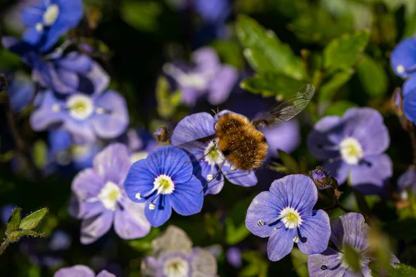 Egy Közeli Kép Egy Méhről Egy Lila Virágon — Stock Fotó