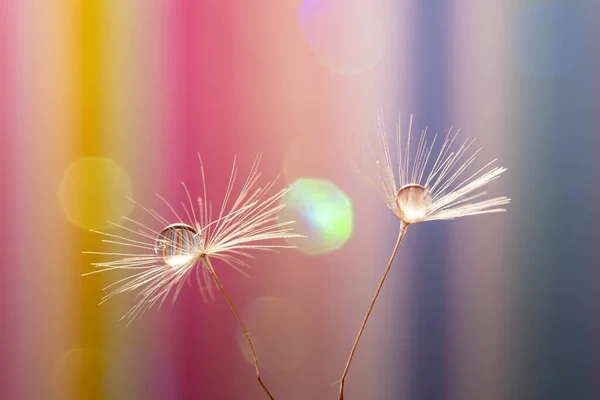 Closeup Shot Dandelion Seeds Water Droplets Colorful Background — Stock Photo, Image