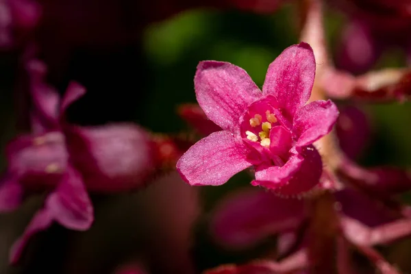 Detailní Záběr Rozkvetlé Růžové Květy Weigela — Stock fotografie