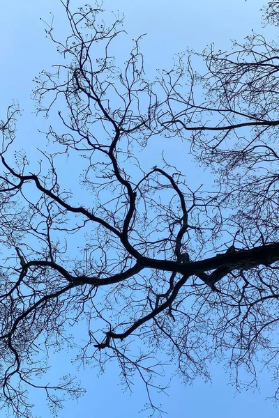 Vacker Låg Vinkel Skott Träd Grenar Utan Blad Blå Himmel — Stockfoto