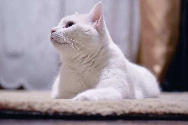 Gato Angorá Branco Adorável Com Olhos Heterocromia — Fotografia de Stock