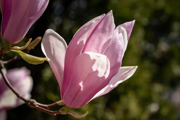 Selective Focus Shot Half Bloomed Pink Flower Sunlight — Stock Photo, Image