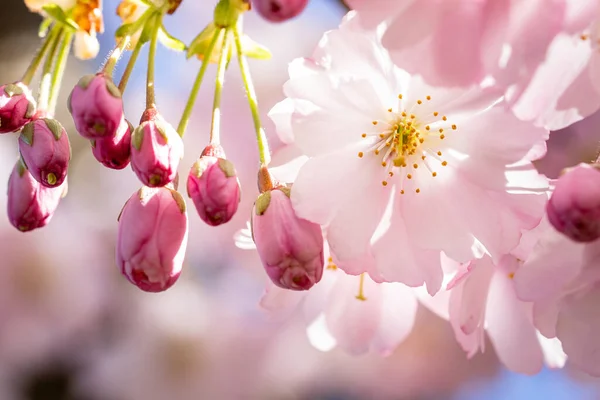 Primer Plano Una Hermosa Flor Cerezo Bajo Luz Del Sol — Foto de Stock