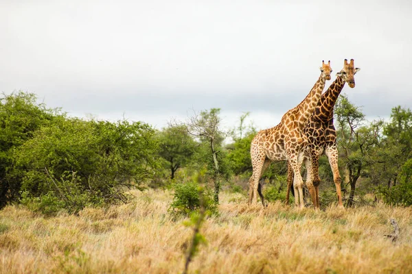 Eine Selektive Fokusaufnahme Von Giraffen Auf Einem Feld — Stockfoto