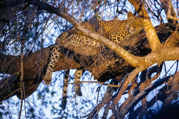 Närbild Leopard Med Halvöppnade Ögon Liggande Ett Träd — Stockfoto
