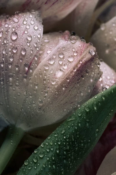 Крупный План Красивых Светло Розовых Тюльпанов Росой Лепестках — стоковое фото