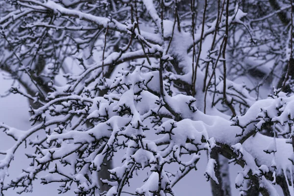 Enfoque Selectivo Hermosas Ramas Cubiertas Nieve — Foto de Stock