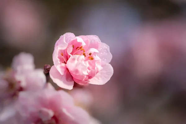 Een Closeup Shot Van Een Bloeiende Kers Bloesem Bloem — Stockfoto