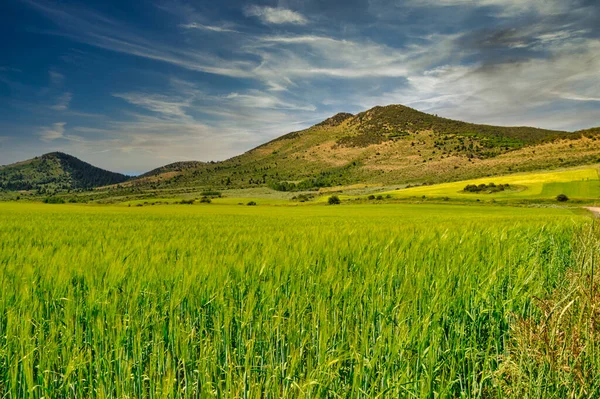 Ein Schöner Blick Auf Ein Grünes Feld Der Nähe Von — Stockfoto