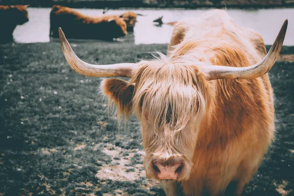 Bestiame Highlander Scozzese Con Bestiame Nel Lago Sullo Sfondo — Foto Stock