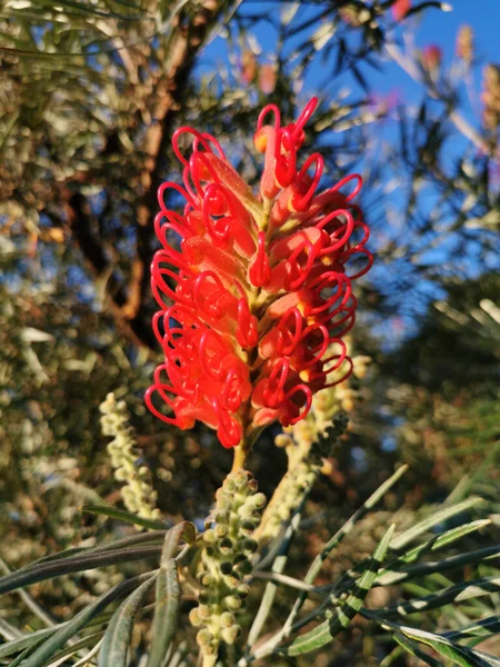 Vertical Shot Banks Grevillea Plant Growing Garden — Stock Photo, Image