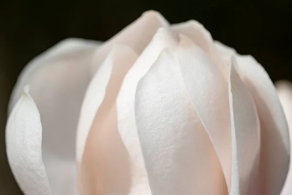 Closeup Shot Beautiful Soft White Rose Petals — Stock Photo, Image