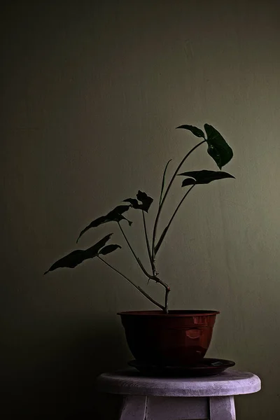 Bej Arka Planda Kahverengi Bir Saksıda Kapalı Bir Çiçek Senfonisinin — Stok fotoğraf