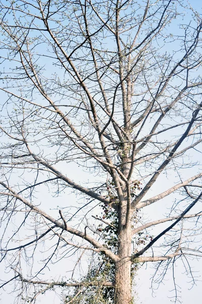 Ramos Árvores Floresta — Fotografia de Stock