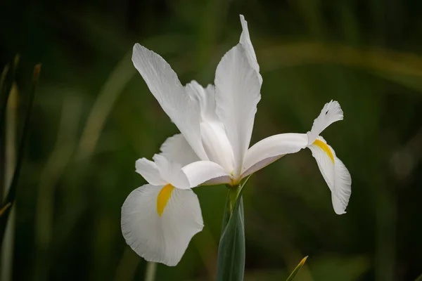 Tiro Seletivo Foco Uma Flor Branca Exótica Capturada Galho — Fotografia de Stock