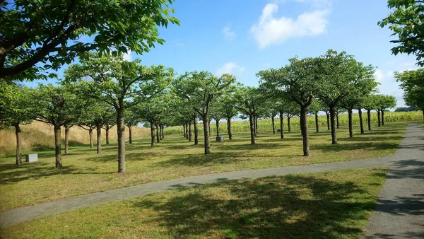 Primer Plano Árboles Crecimiento Parque Luz Del Día — Foto de Stock