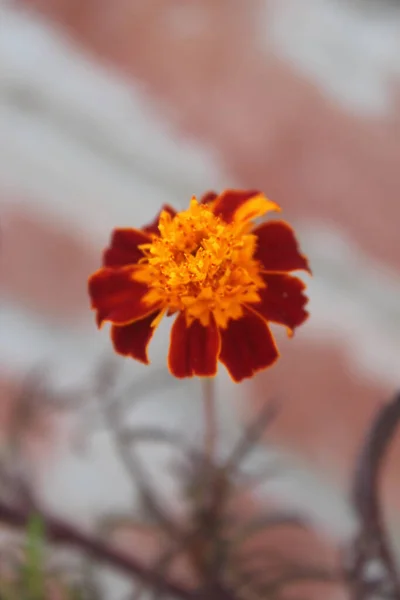 Colpo Verticale Fiore Calendula Arancione Uno Sfondo Sfocato — Foto Stock