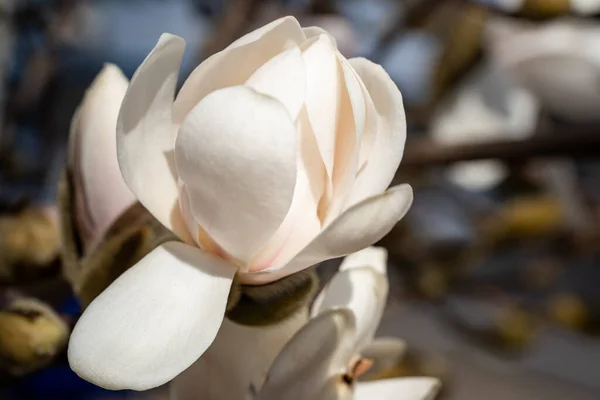 Closeup Yulan Magnolia Sunlight Blurry Background — Stock Photo, Image