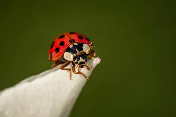 Plan Macro Une Jolie Petite Coccinelle Sur Une Fleur Blanche — Photo