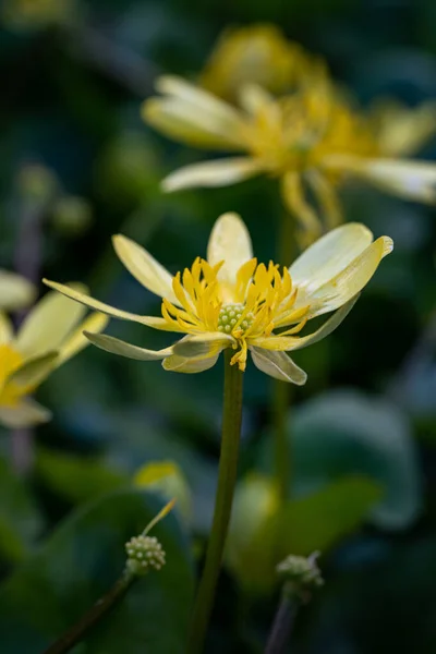 Vertikal Bild Exotiska Gula Blommor Fångas Trädgård — Stockfoto