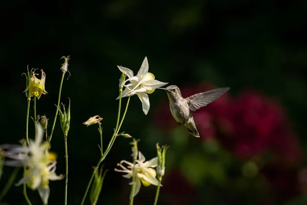 一只蜂鸟在五颜六色的花朵附近飞舞的特写 — 图库照片